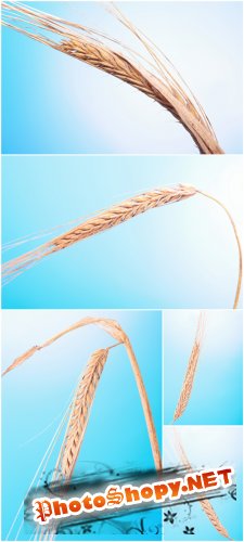Photo Cliparts - Wheat