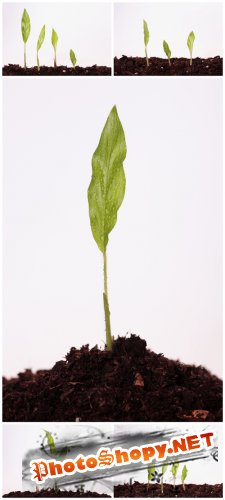 Photo Cliparts - Green Plant