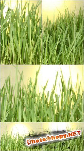 Photo Cliparts - Grass