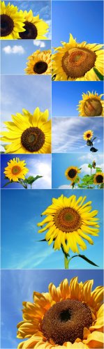 Photo Cliparts - Sunflower (Part 2)