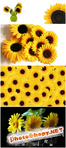 Photo Cliparts - Sunflower (Part 3)