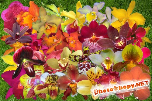 Клипарт Орхидеи цвета огня