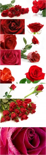 Photo Cliparts - Roses