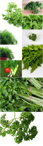 Photo Cliparts - Parsley and dill