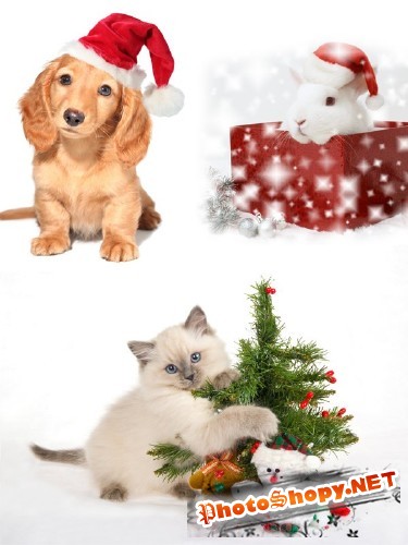 Фотосток: новогодние животные (коты, кролики, собаки)
