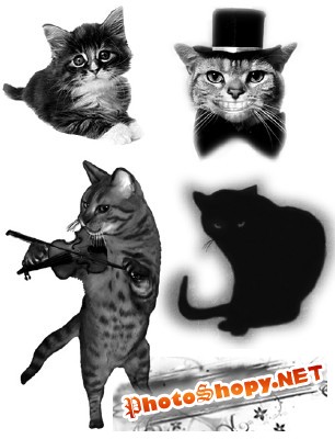 Cats Brushes for Photoshop