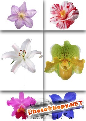 PSD Exotic Flowers for Photoshop