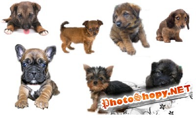 PSD for Photoshop - Little Dogs