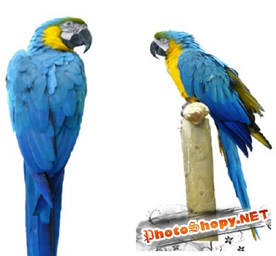 PSD for Photoshop - Colorful large parrot