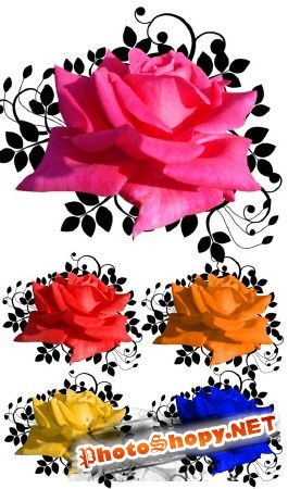 Цветы psd розы
