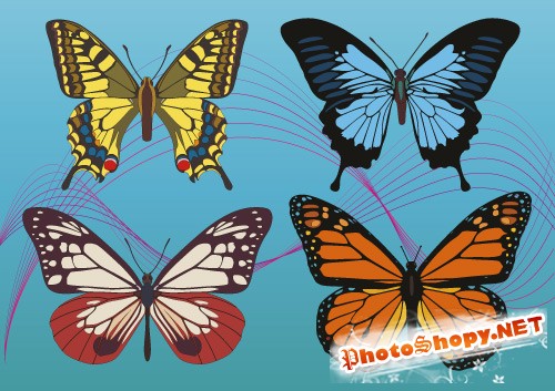 Цветные векторные бабочки
