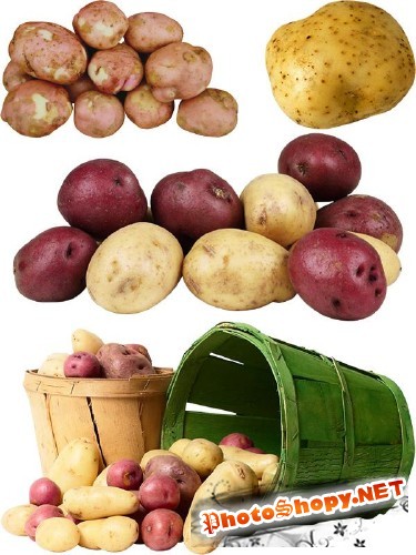 Фотосток: овощи - картофель