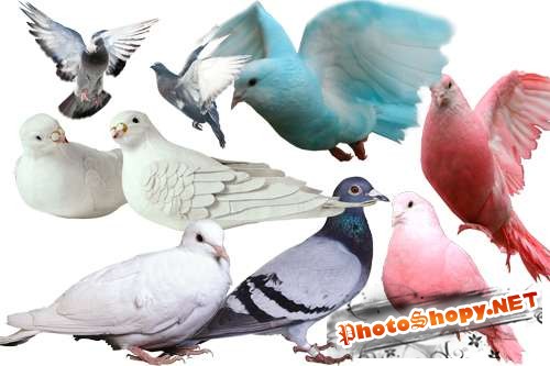 Клипарт для Photoshop - Птица мира