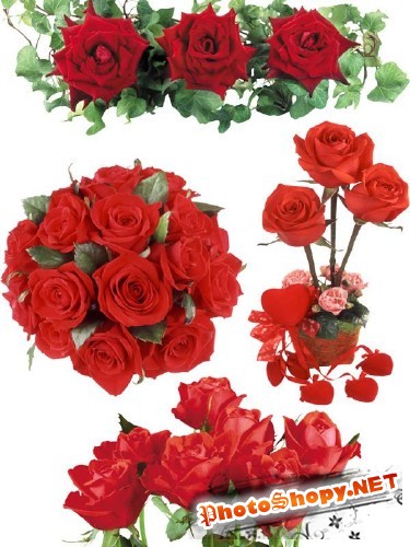 Фотосток: цветы - розы красные и алые (часть вторая)