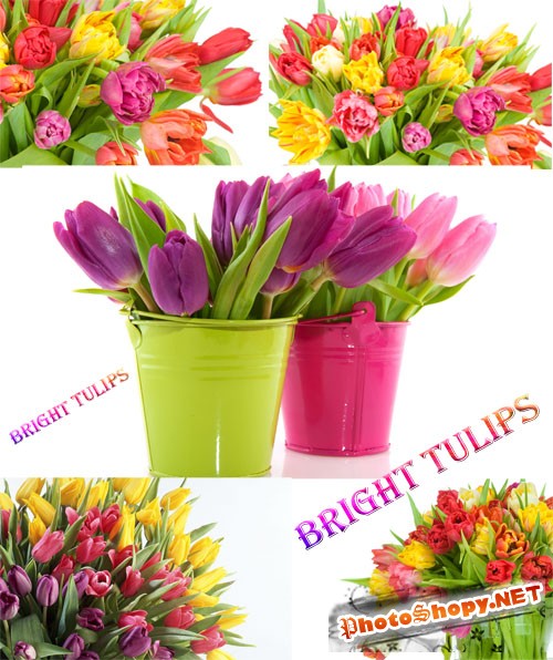 Wallpapers "Bright Tulips"