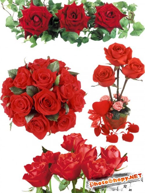Фотосток: цветы - розы красные и алые (часть вторая)