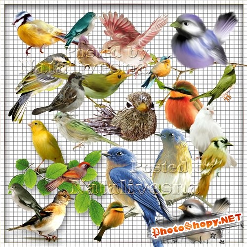 Клипарт на прозрачном фоне – Разноцветные птички – невелички…