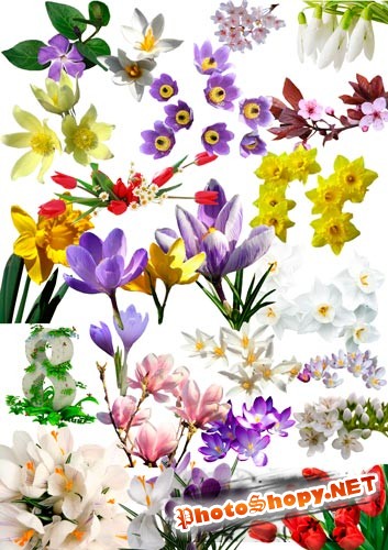 Растровый клипарт "Весна, цветы, 8 марта"