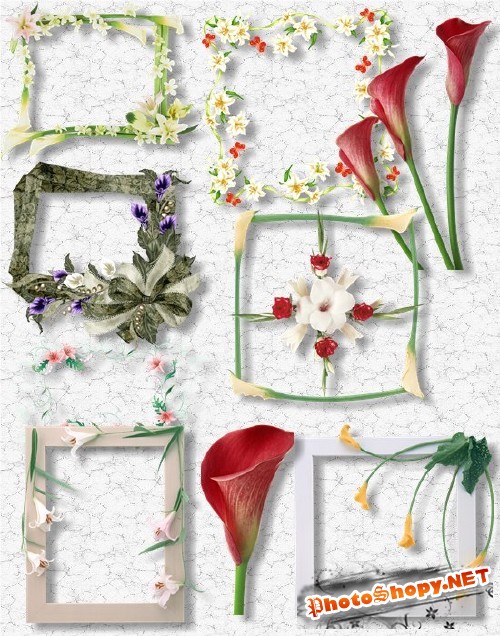 Клипарт PNG - Рамки и цветы из лилий