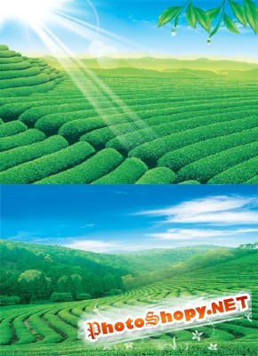 The green fields of lush grass psd for Photoshop
