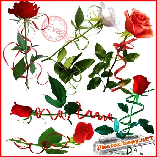 Клипарт - Розы, украшенные лентами