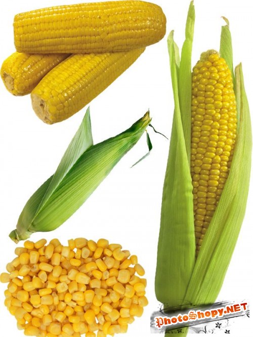 Фотосток: злаковые растения - кукуруза