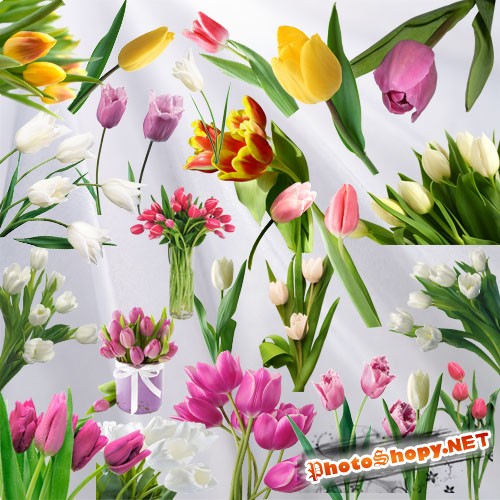 Клипарт - Тюльпан цветок весны