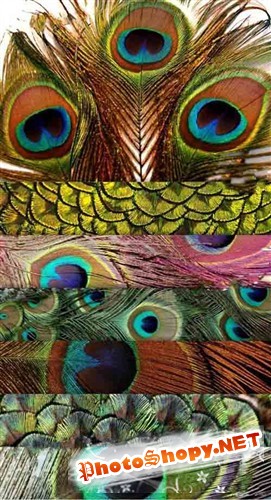 Коллекция текстур павлиньих перьев