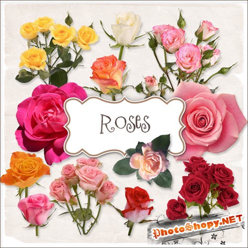 Клипарт - Разноцветные розы