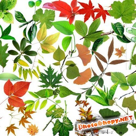 Большая коллекция листьев в PSD