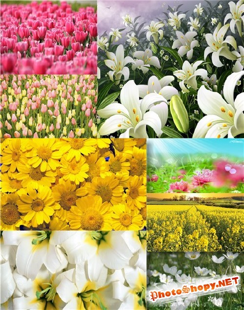 Фотосток - Скромные полевые цветы