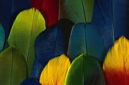 Клипарты красивых перьев превосходных птиц