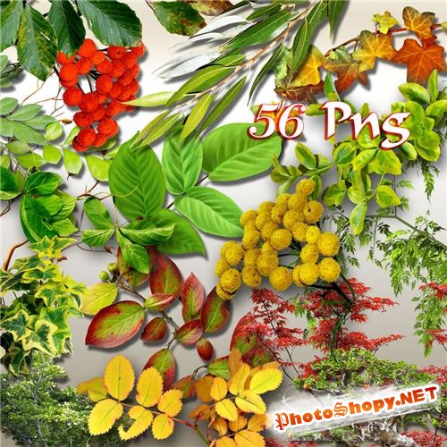 PNG клипарт - Разнообразная листва, деревья, плетущаяся зелень