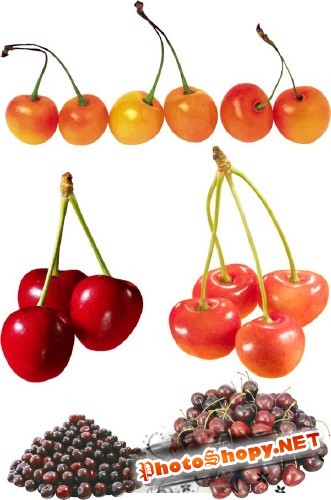 Фотосток: ягоды - вишня и черешня