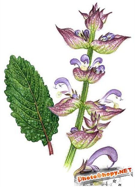 Нарисованные арт картинки лечебных трав и растений