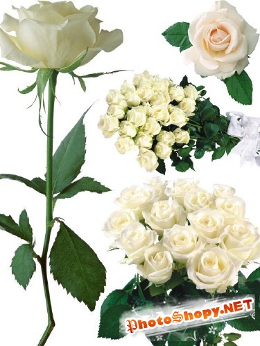 Цветочный фотосток: белые розы