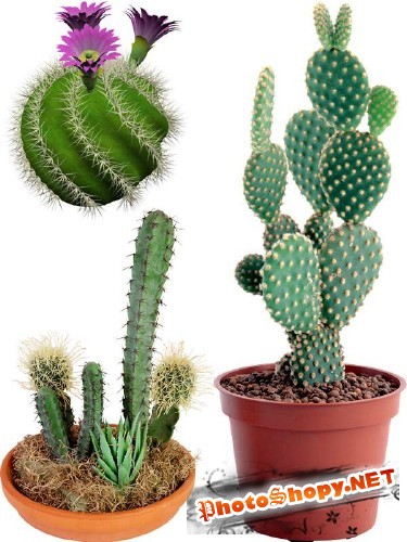 Фотсток: растения - кактус