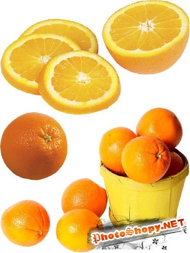 Фотосток: цитрусовые фрукты - Апельсин