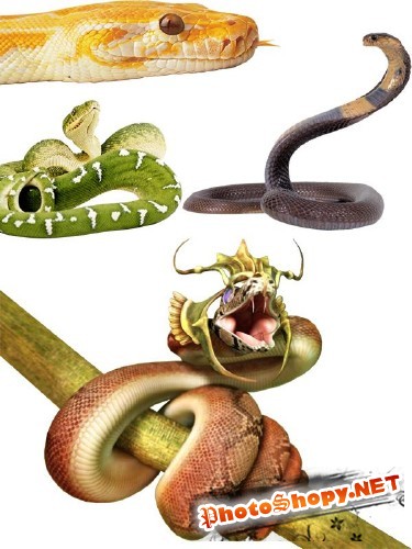 Фотосток: змеи - гремучие, удавы, кобры, гадюки, анаконды и др.