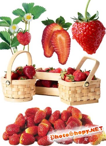 Фотосток: ягоды - клубника и земляника