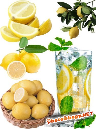 Фотосток: цитрусовые фрукты - Лимон
