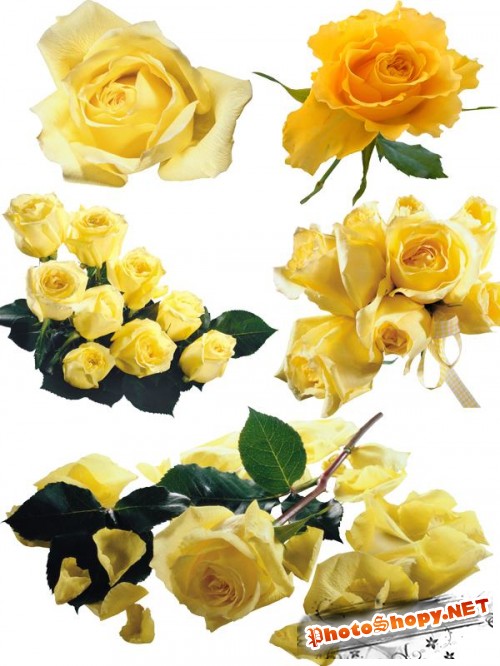 Цветочный фотосток: желтые розы
