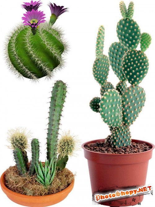 Фотсток: растения - кактус