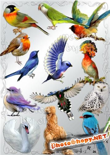  Png клипарт - Птички встречаются разные - синие, жёлтые, красные…