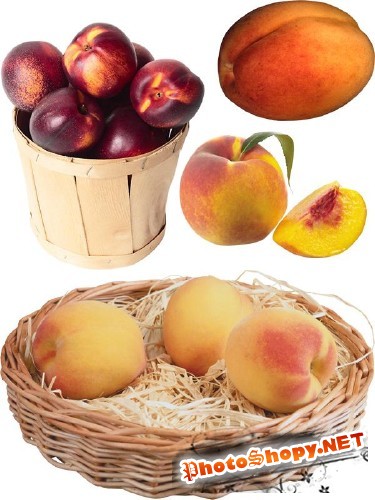 Фруктовый фотосток: абрикосы, персики, нектарин