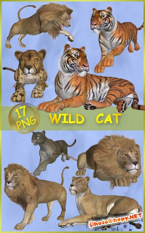 Клипарт Большие кошки — Цари природы