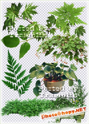 Зеленые листья, веточки, цветы в горшках - Клипарт на прозрачном фоне в Png