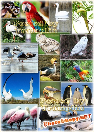 Коллекция изображений Животный мир - Птицы