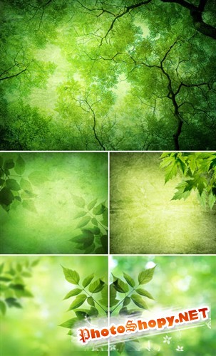 Зеленые листья и блики (фоны HQ)