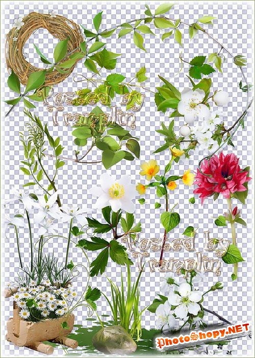 Весенний клипарт на прозрачном фоне – Цветы, листва, зелень, вырезы